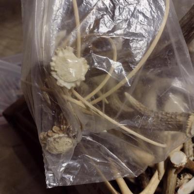 Collection of Deer Antlers (D)