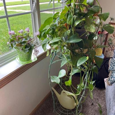 L25- African violet & Philodendron with stand