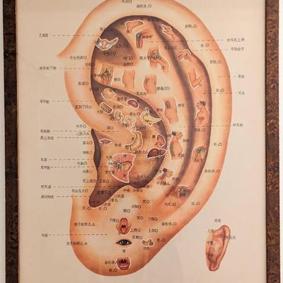 Vintage framed Chinese Acupuncture Reflexology Ear Poster