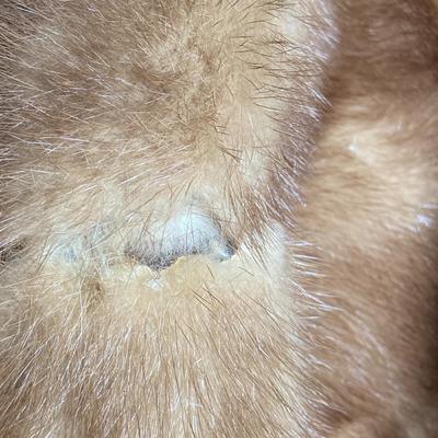 Monogrammed Mink Stole with Collar