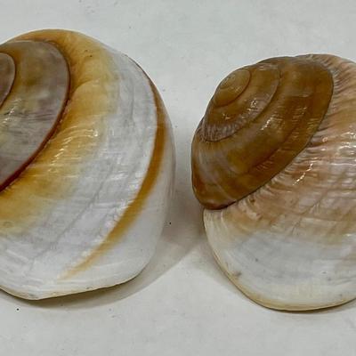 2 large Brown Snail Shells Nautical seashells