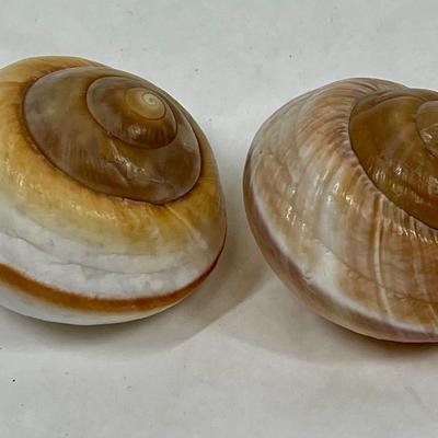 2 large Brown Snail Shells Nautical seashells
