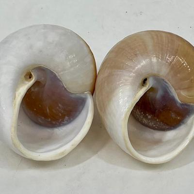 2 large Brown Snail Shells Nautical seashells
