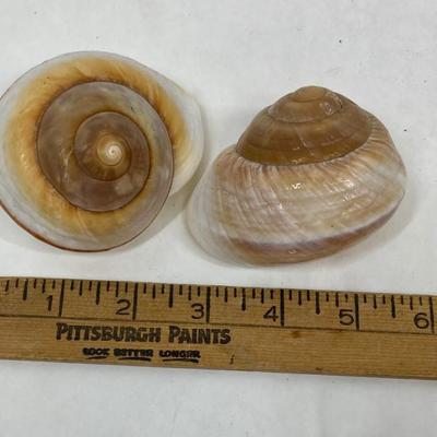 2 large Brown Snail Shells Nautical seashells