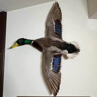 Mallard Duck Trophy