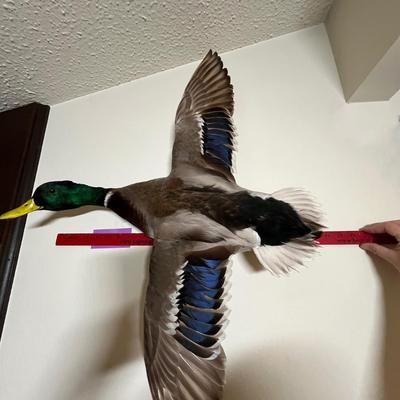 Mallard Duck Trophy