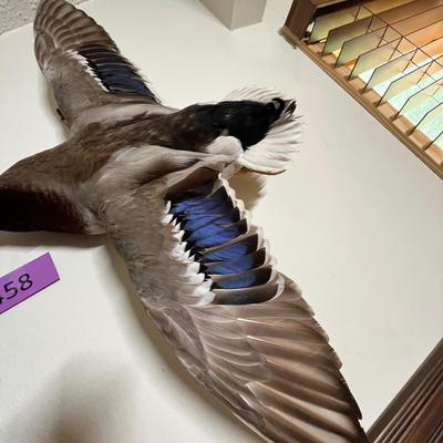 Mallard Duck Trophy