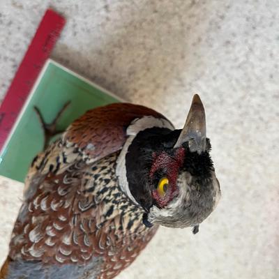 Pheasant Trophy Taxidermy