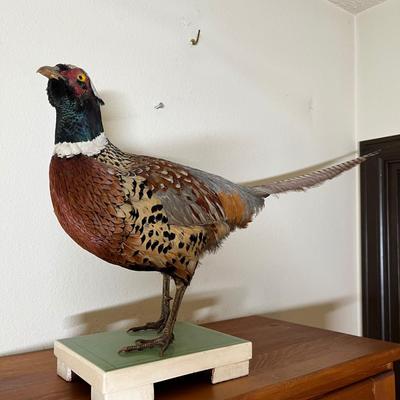 Pheasant Trophy Taxidermy