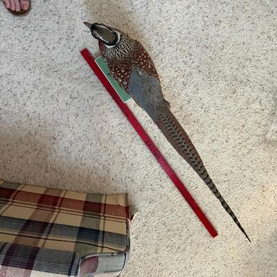 Pheasant Trophy Taxidermy
