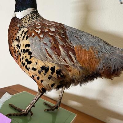 Pheasant Trophy Taxidermy