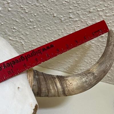 Cow Skull