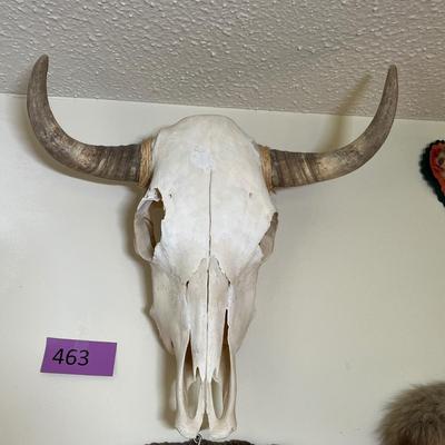 Cow Skull