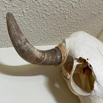 Cow Skull