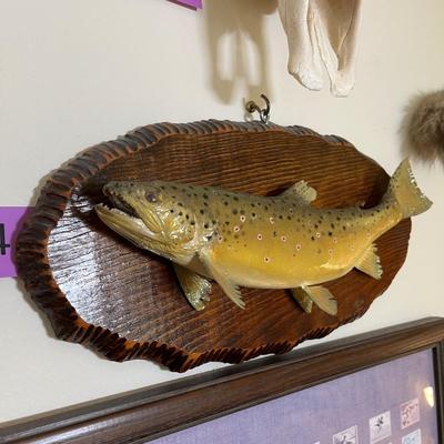 Trout mount