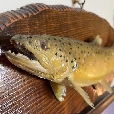 Trout mount