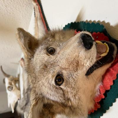 Coyote rug