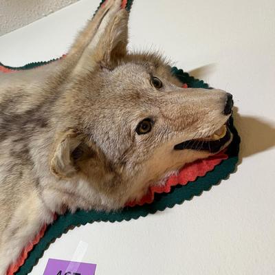 Coyote rug