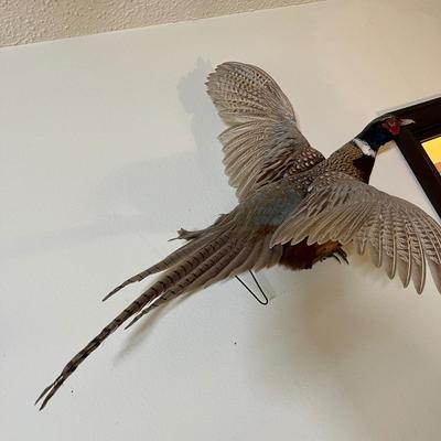 Pheasant mount
