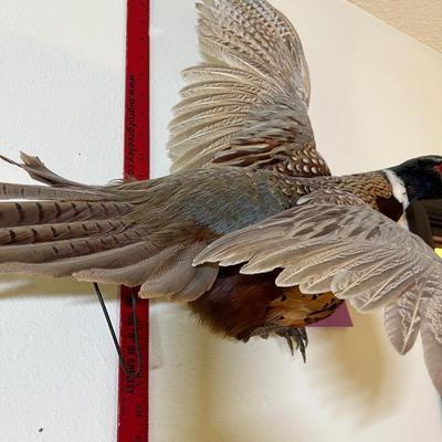 Pheasant mount