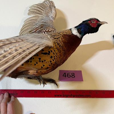 Pheasant mount