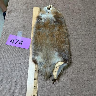 Pelt muskrat?