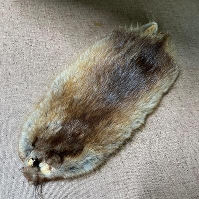 Pelt muskrat?
