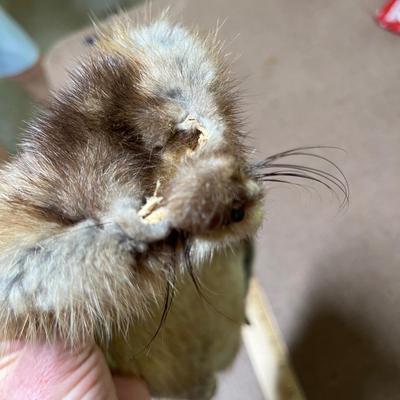 Pelt muskrat?