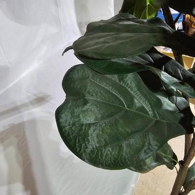 Assortment of Decorative Spring Foliage: Fiddle Leaf Fig, Hanging Basket, & More (B1-JS)