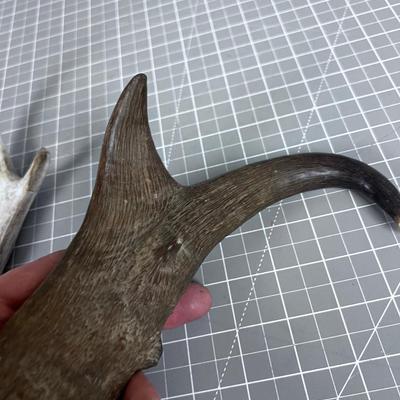 Antelope Horn and a Deer Antler