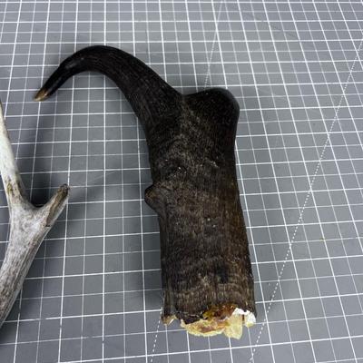 Antelope Horn and a Deer Antler
