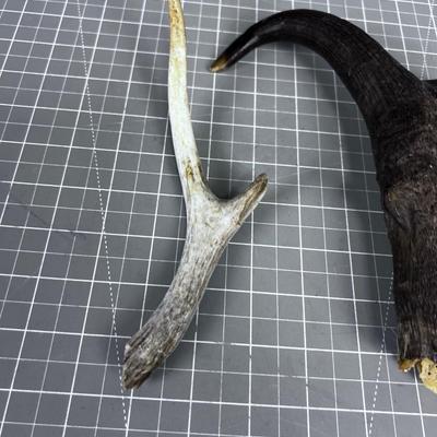 Antelope Horn and a Deer Antler