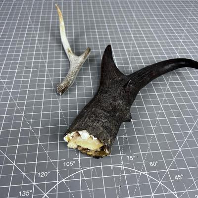 Antelope Horn and a Deer Antler