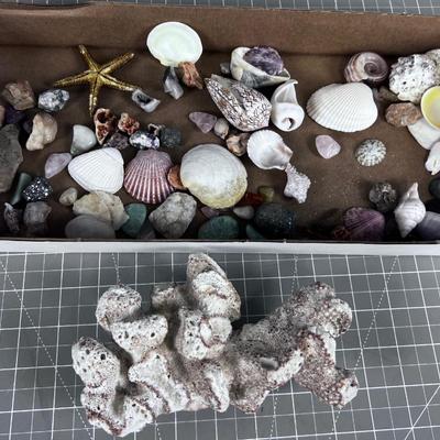 Sea Shells Rocks and Coral 