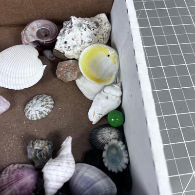 Sea Shells Rocks and Coral 