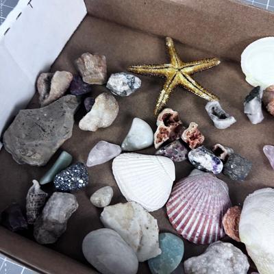 Sea Shells Rocks and Coral 
