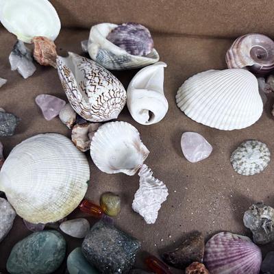 Sea Shells Rocks and Coral 