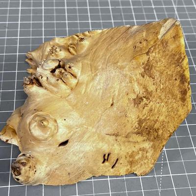 Piece of Big Leaf MAPLE Burl WOW!