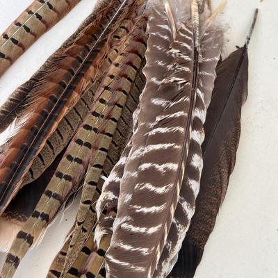 Duck duck feathers