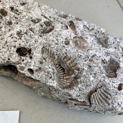 Fossil style rocks