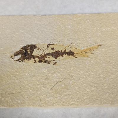 Green River Fish Fossil Plate