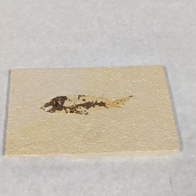 Green River Fish Fossil Plate