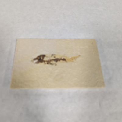 Green River Fish Fossil Plate