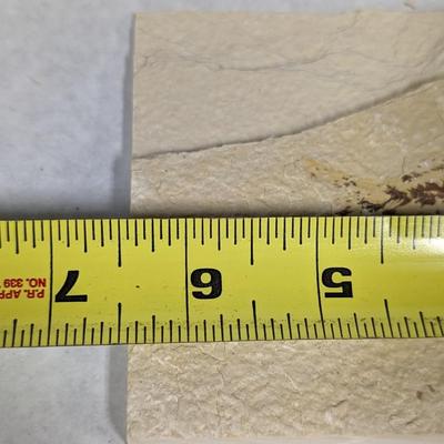 Green River Fish Fossil Plate