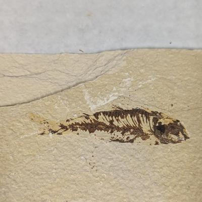 Green River Fish Fossil Plate
