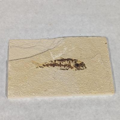 Green River Fish Fossil Plate