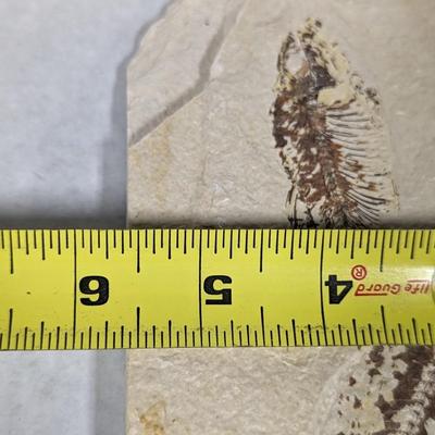 Green River Fish Fossil Plate
