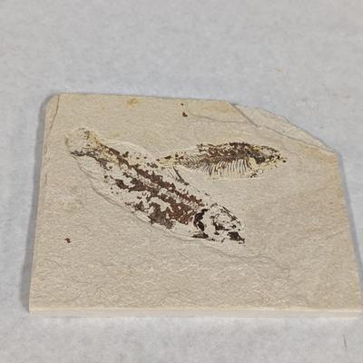 Green River Fish Fossil Plate