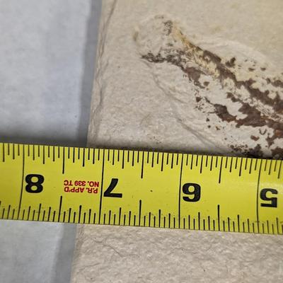 Green River Fish Fossil Plate