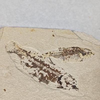 Green River Fish Fossil Plate